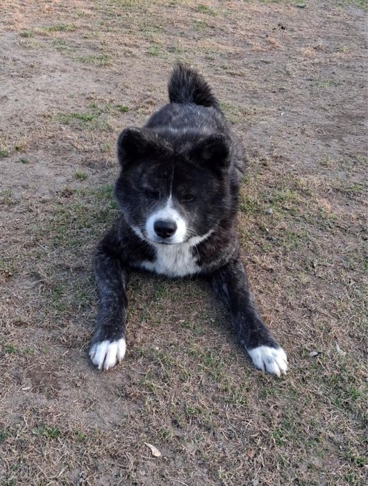 Akita - pręgowane szczenię na sprzedaż ZKWP / FCI