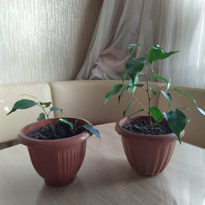 Домашние цветы .