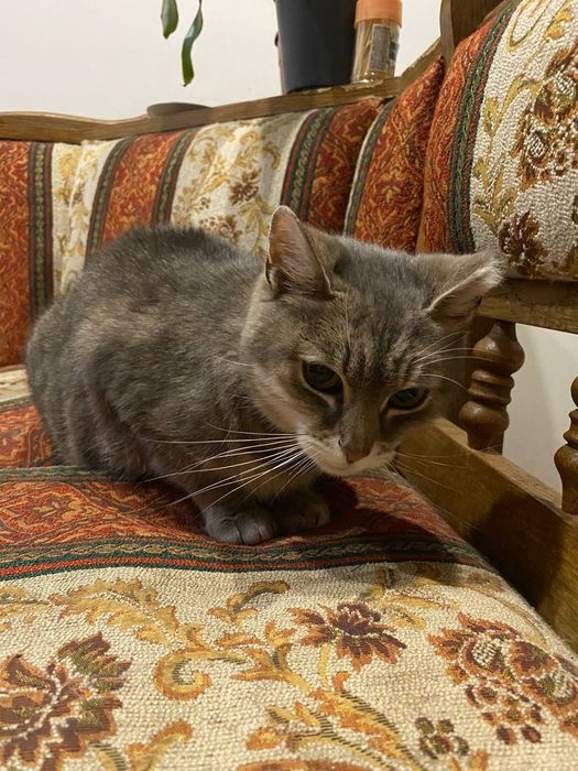 Віддам кота в добрі руки