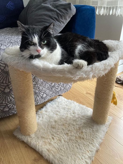 Szukamy kochającego domu dla ok 2,5 letniego Stasia