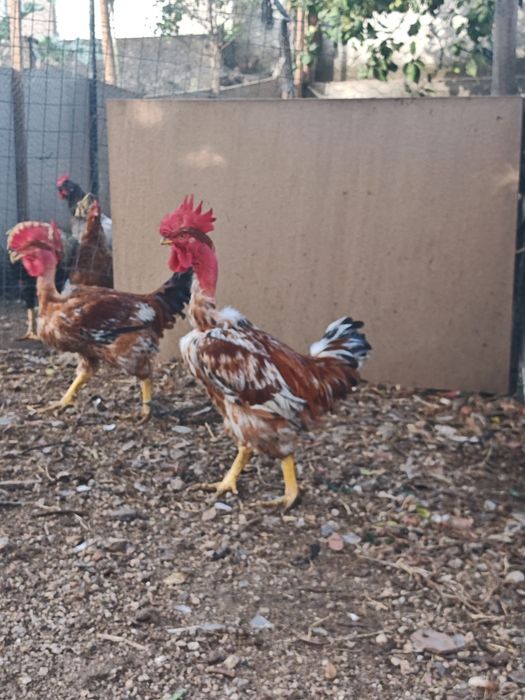Frangos do campo