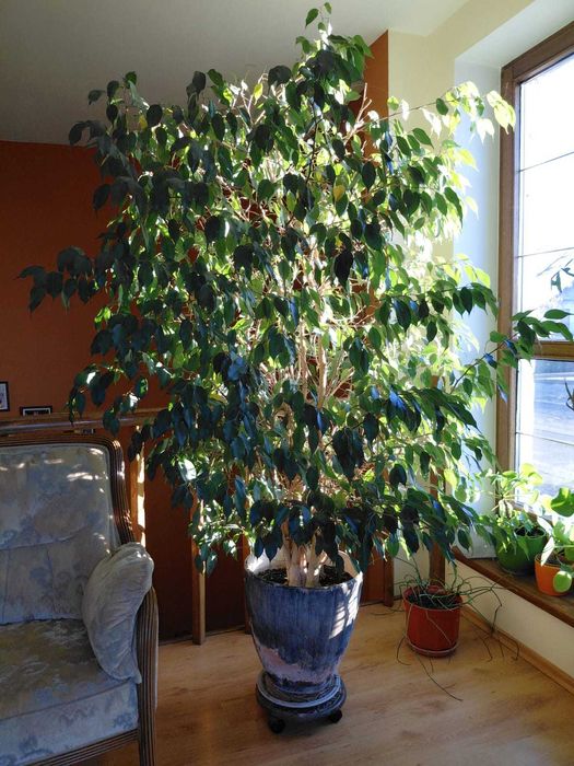 Ficus benjamina wys. 2,2 m
