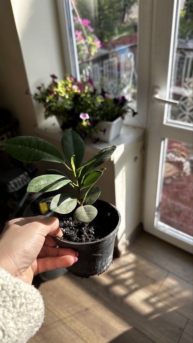 Продаються  дітки фікуса benjamina виду Moclame.