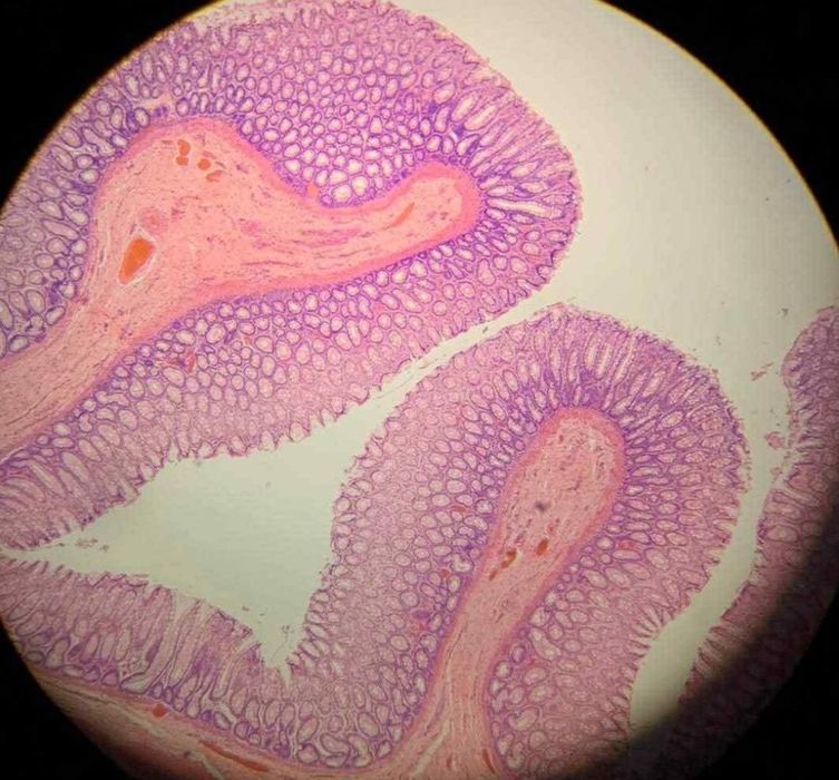Korepetycje Anatomia, Biochemia, Histologia i Fizjologia