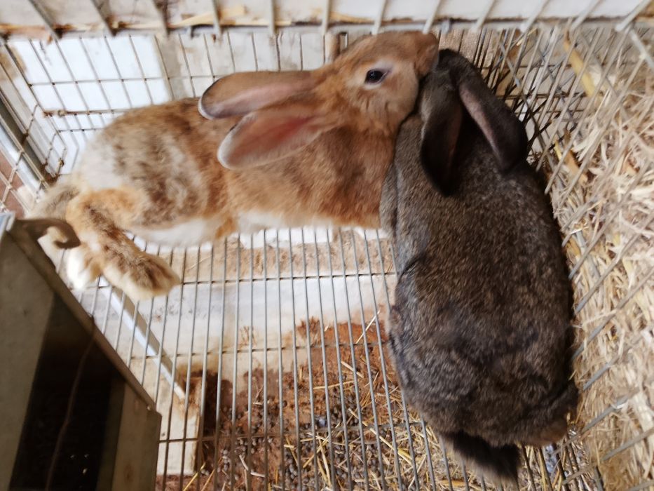 Vendo coelhos machos e fêmeas reprodutores