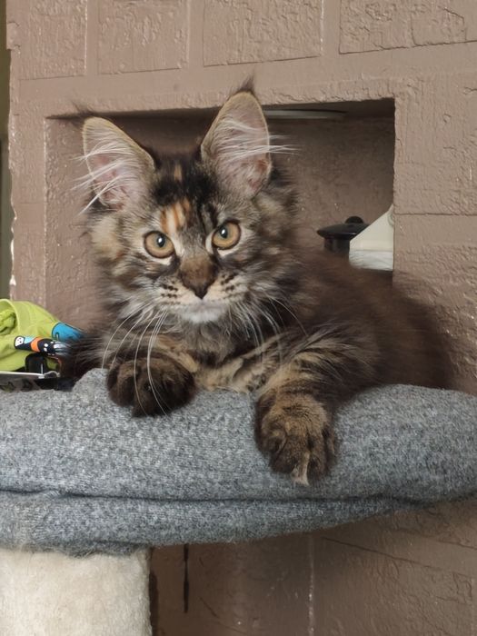 Dziewczynka Maine Coon