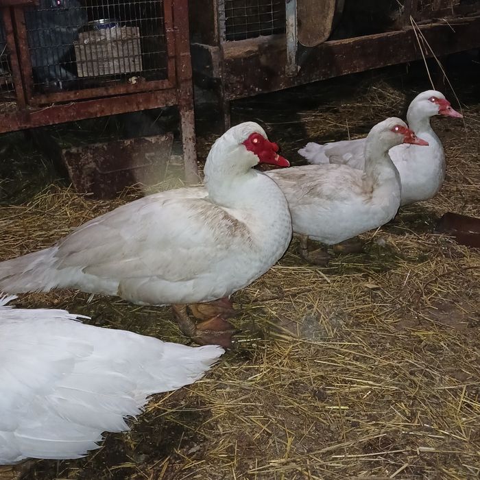 Мускусні качки ,каченята,інкубаційні яйця