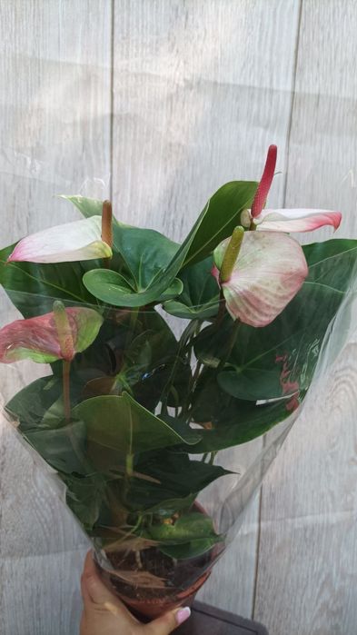 Подростки и взрослые  орхидей