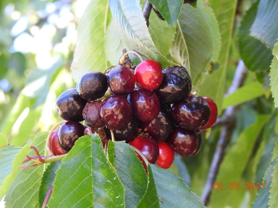 Terreno  com moradia T3 e com furo .