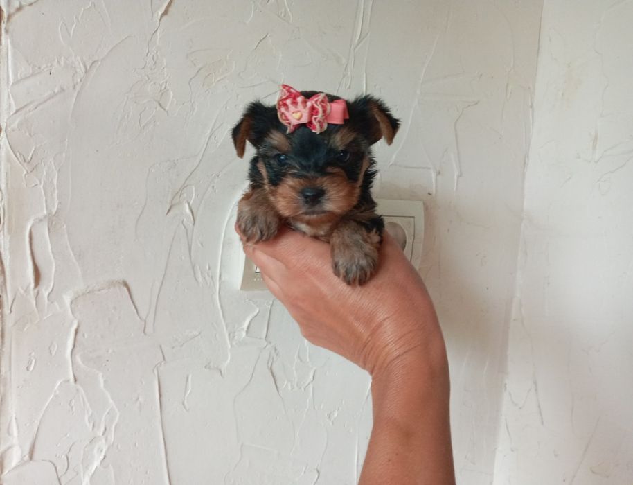 Суперміні йорк.терьєрчики  (Львів)