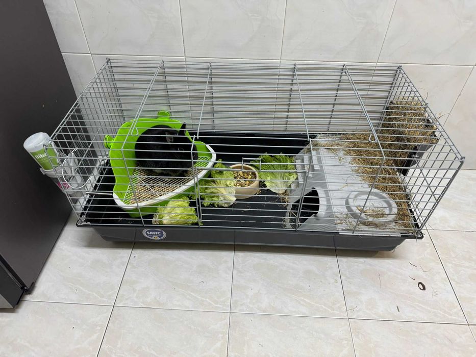 coelho anão netherland dwarf