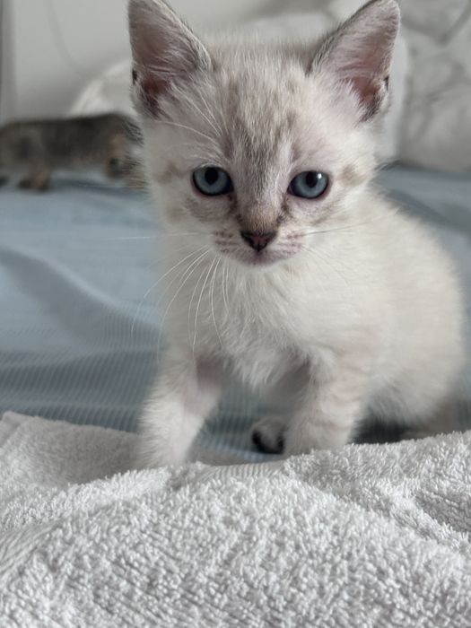 Tenho gatos para adotar