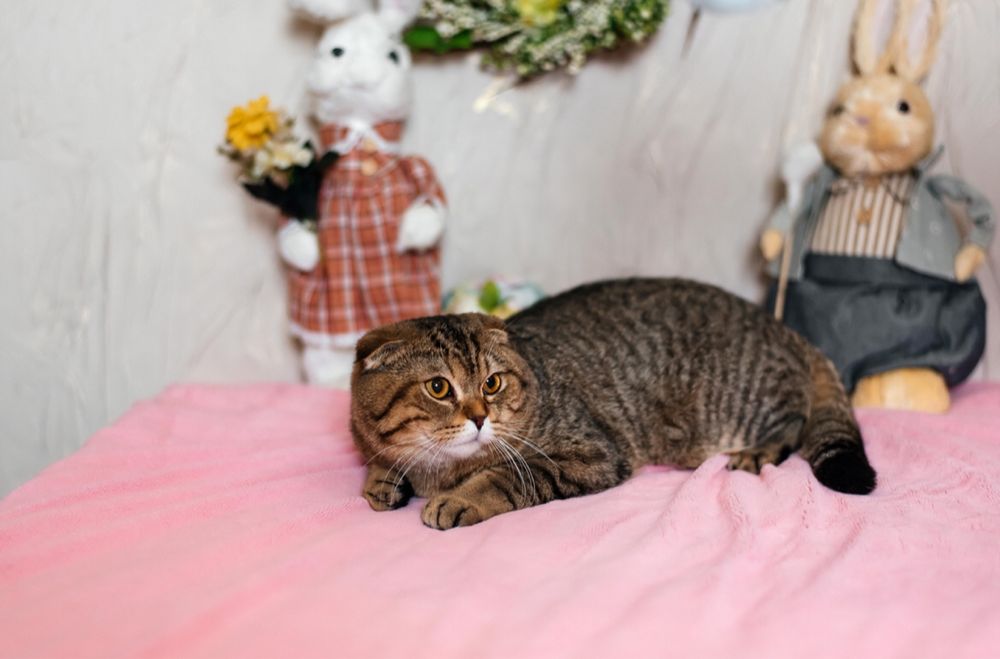Продаж шотландських котиків