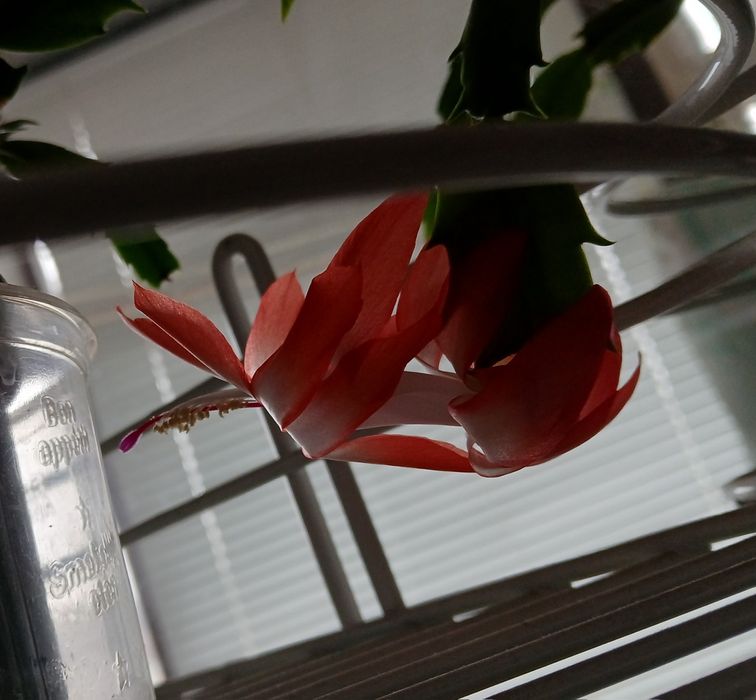 Шлюмбергера Різдвяник рожева червона жовта