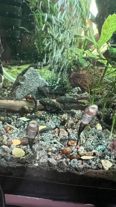 Анциструси звичайні, 3-4см.