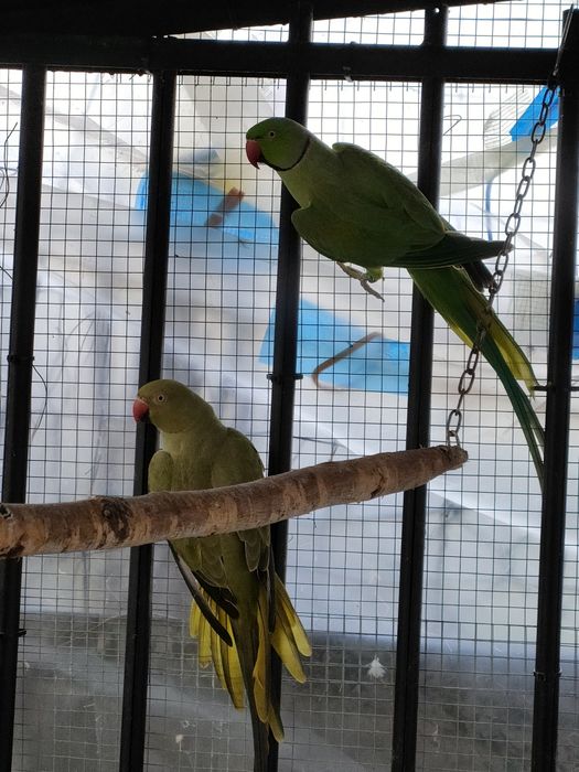 Para Aleksandrett Obrożnych 2019r - 2020r na obrączkach stałych