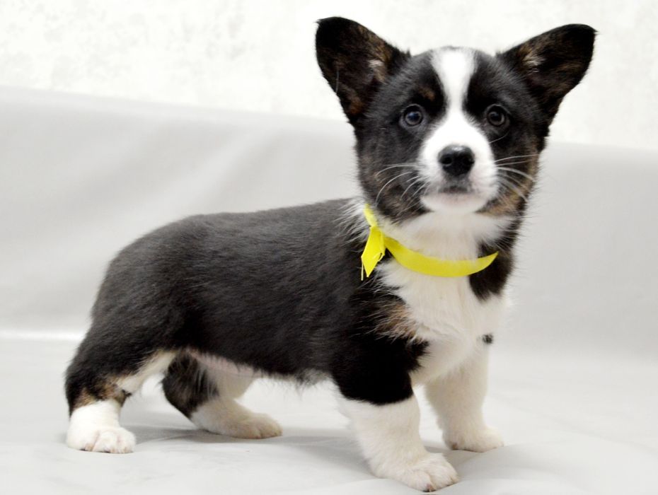 Чудова дівчинка вельш коргі кардіган