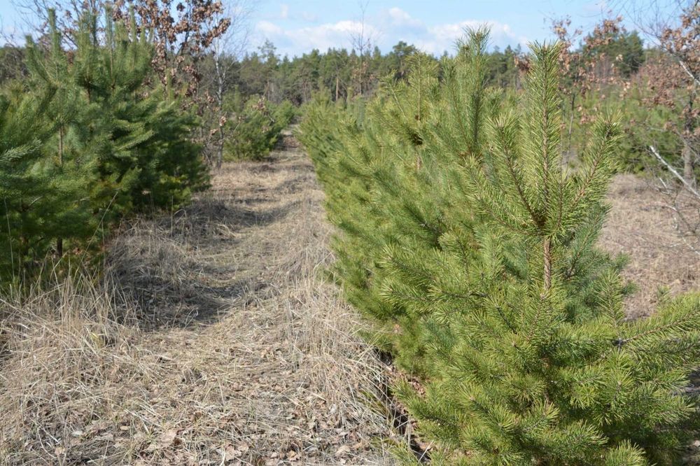 10 га соснового лісу на горі біля Десни