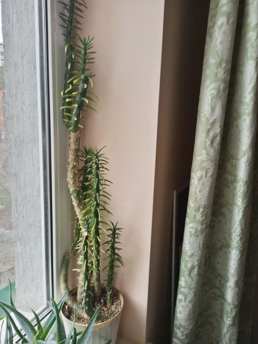 Аустроціліндропунція, невибаглива рослина