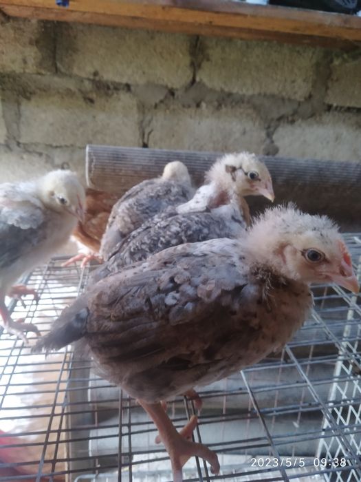 Домашні курчата Венгерський мастер