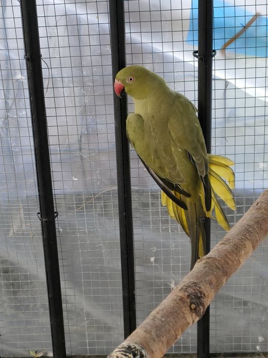 Para Aleksandrett Obrożnych 2019r - 2020r na obrączkach stałych