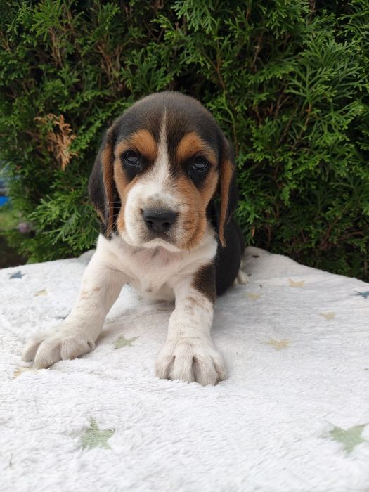 SSliczne Beagle piesek.