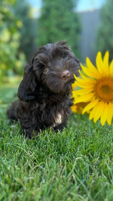 Хаванез, Гаванский бишон. FCI.