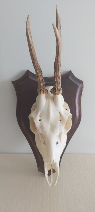 Poroże koziołka na desce