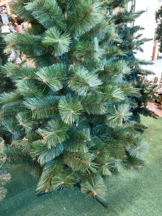 Choinka gruba jodła