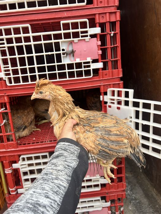 Курочки Домінант Легорн Ломан браун