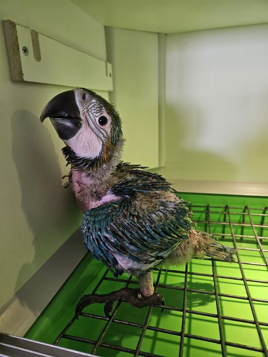 Arara Ararauna 1 mês  para criar a mão