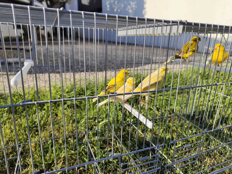 Canários Amarelos Satiné e Melânicos de 2026
