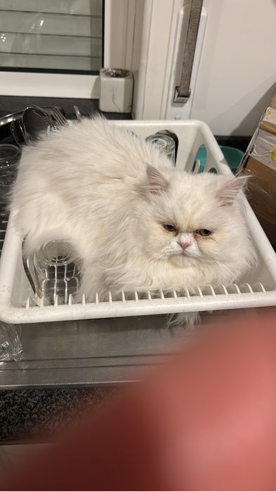 Dois gatos Persa para adoção responsável