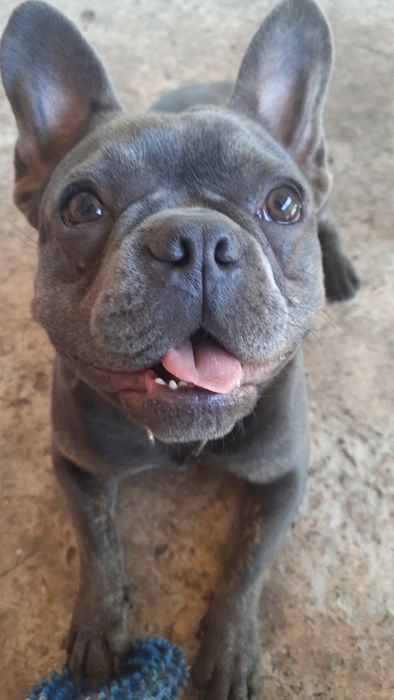 Перетримка собак(маленьких та середніх порід))