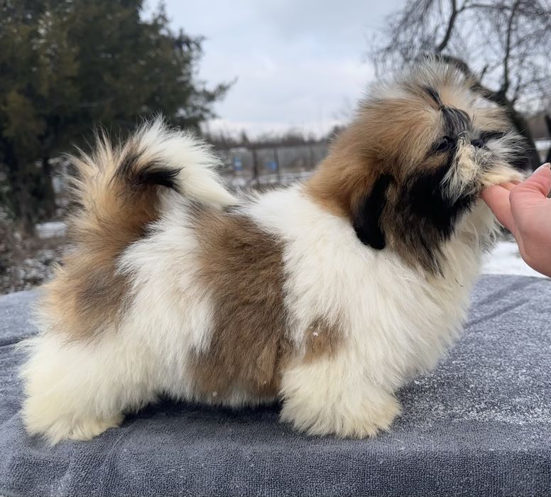 Хлопчик ши тцу 3.5 місяці