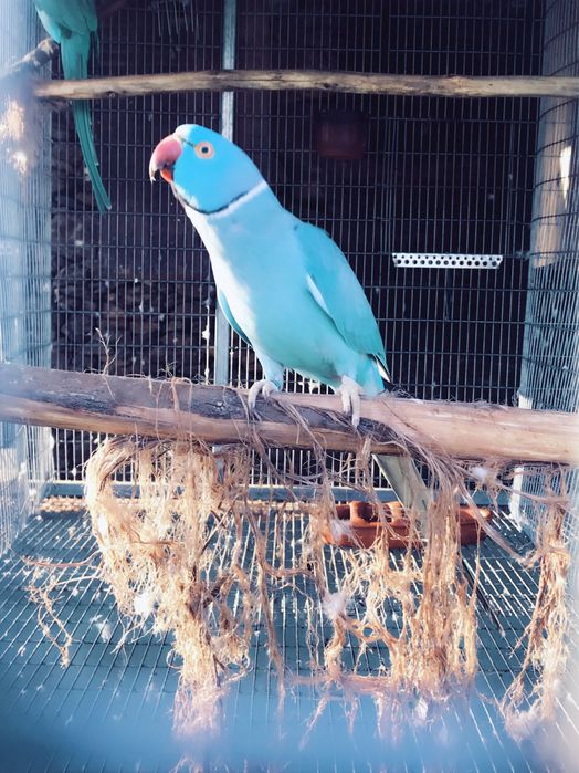 Ring necks bebés - brancos