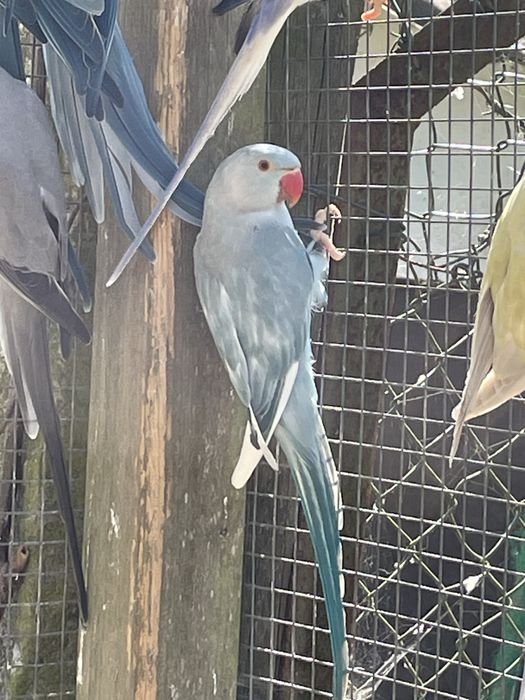 Ring necks adultos varias cores e mutacoes