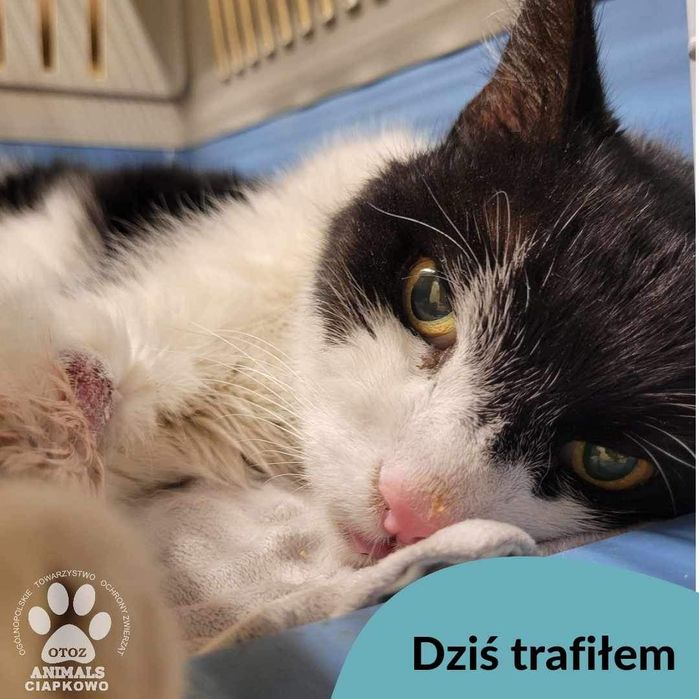 Znaleziony kot,Gdynia Pogórze