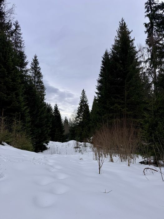 Ділянка в Карпатах біля річки ( Кривопільський перевал )