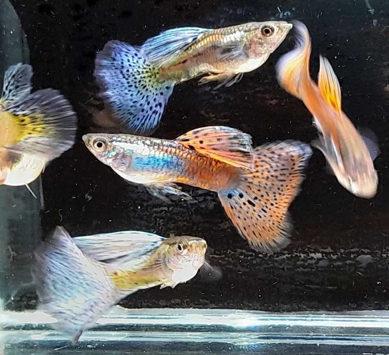 Gupik Red i Blue Gras