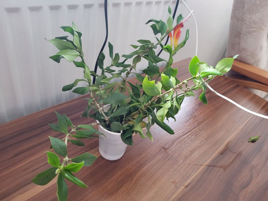 Szczepki aeschyantus