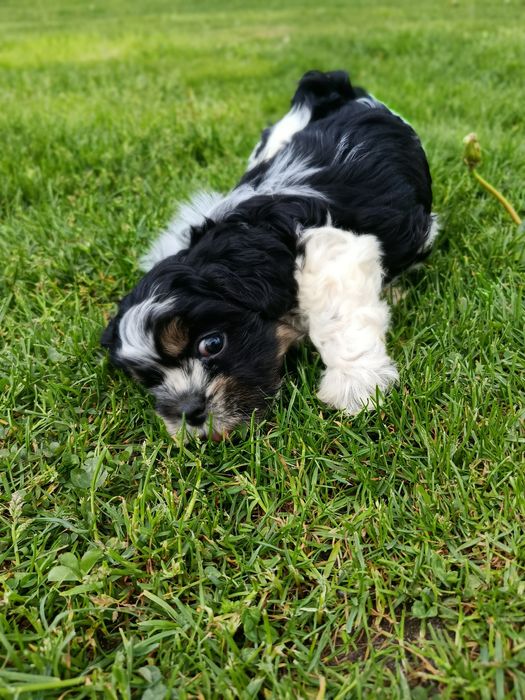 Shih tzu szczeniaki gotowe do odbioru osobistego