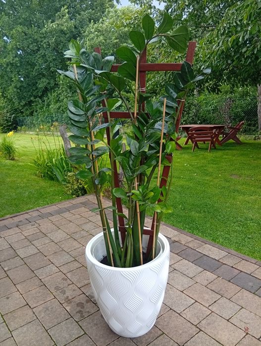 Zamiokulkas, zamia kwiat doniczkowy