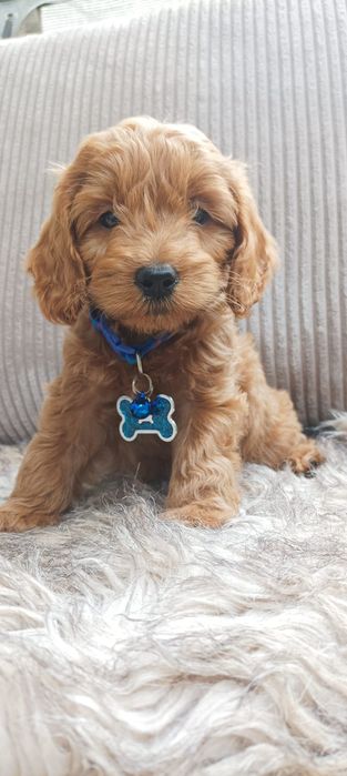 Cavapoo F1B Cavapoo&Pudel Miniaturowy