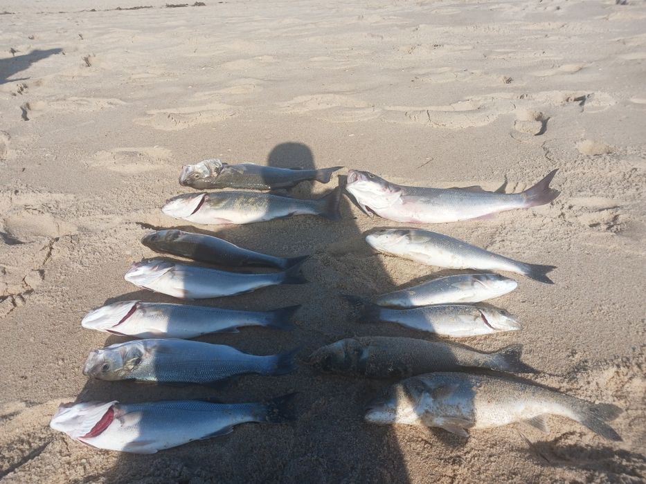 Madres de pesca com missangas coladas