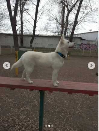Господар собачки Лоліти піде на війну, а вона залишиться сама