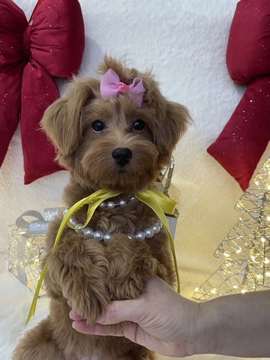 Помапу — Шукаєте щастя в пухнастому вигляді? Це вона!