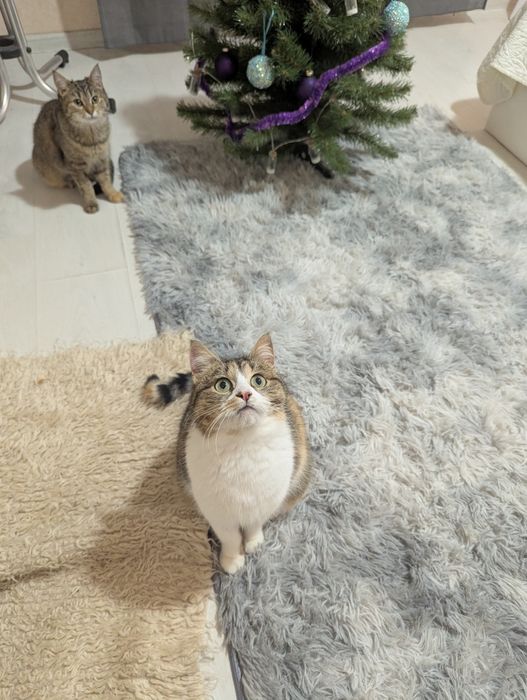 Киця Хлоя шукає дім Київ та область/ Україна/ Європа 
Друзі, знову пиш