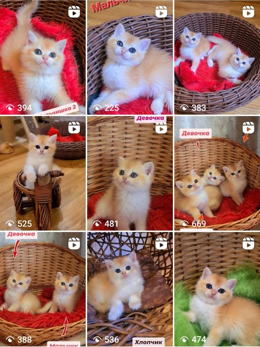 Бесподобные котята золотая шиншилла