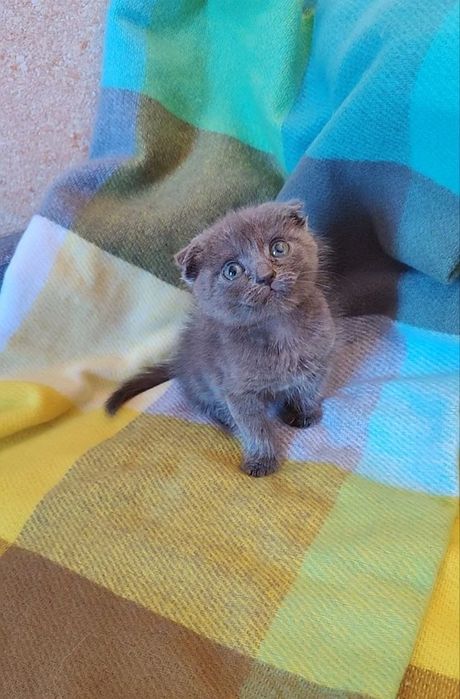 Бусинка Шотландская кошечка